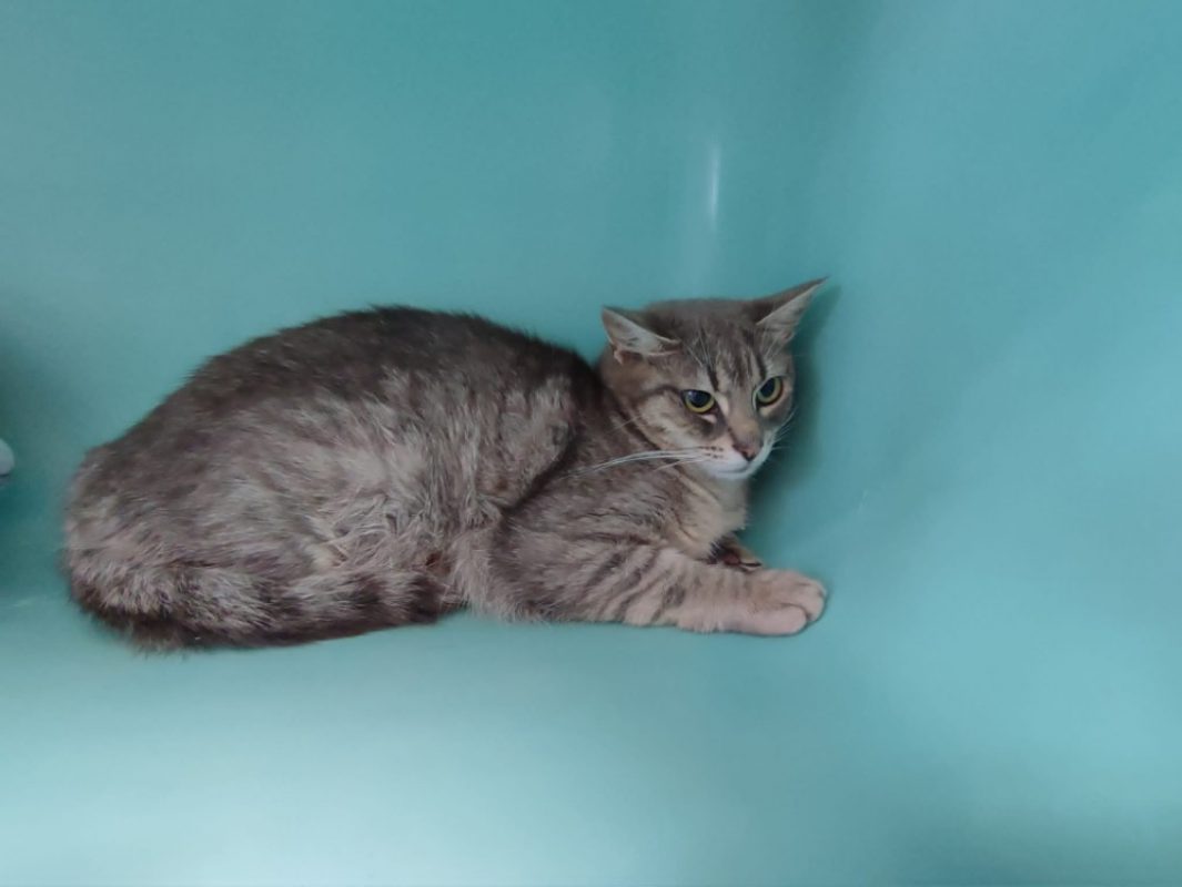 Polly - Chat Européen à adopter - photo 4