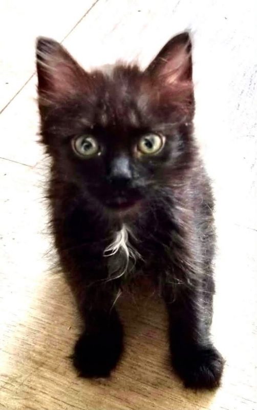 Patouille - Chat Européen à adopter - photo 3