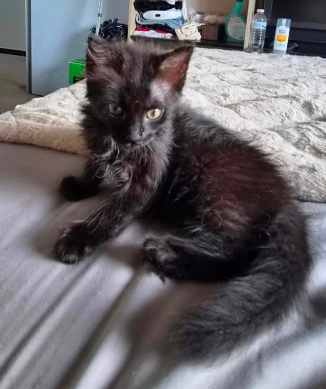 Patouille - Chat Européen à adopter - photo 4