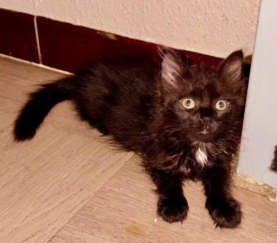 Patouille - Chat Européen à adopter - photo 5