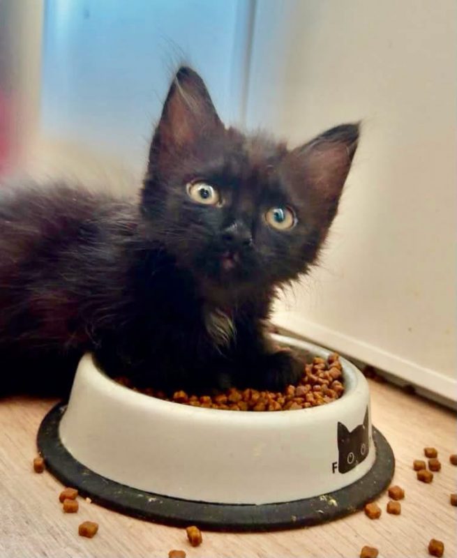 Patouille - Chat Européen à adopter - photo 2