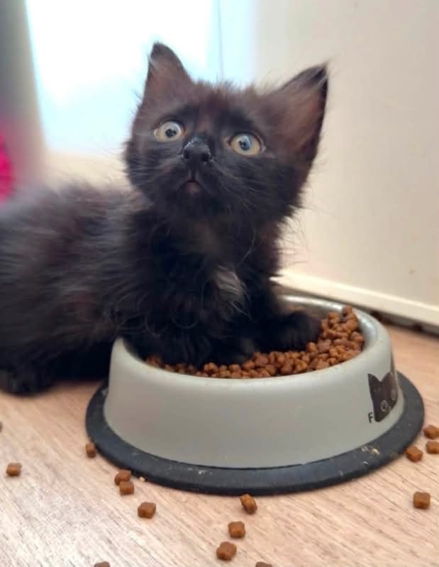 Patouille - Chat Européen à adopter