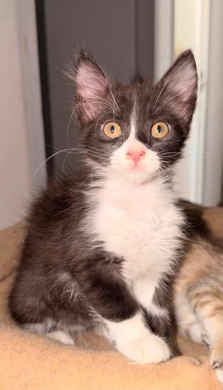 Bounty - Chat à adopter - photo 3