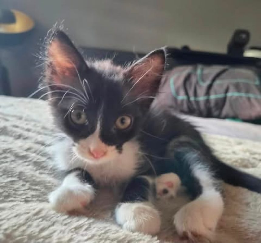 Bounty - Chat Européen à adopter - photo 4