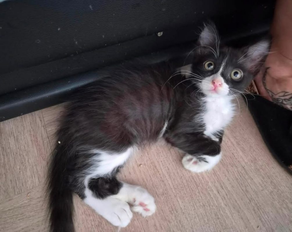 Bounty - Chat Européen à adopter - photo 3