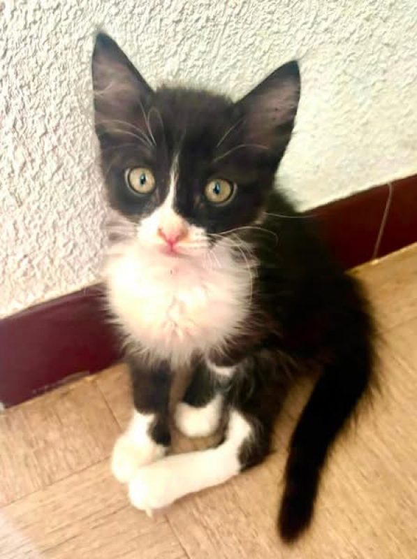 Bounty - Chat Européen à adopter - photo 2