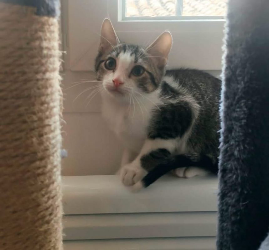 Pecorino - Chat Européen à adopter