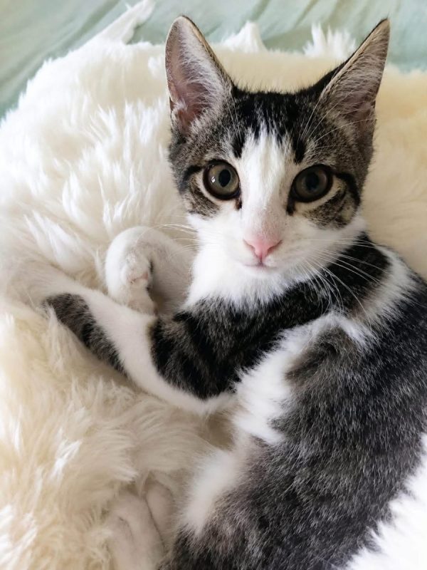 Pecorino - Chat Européen à adopter - photo 2