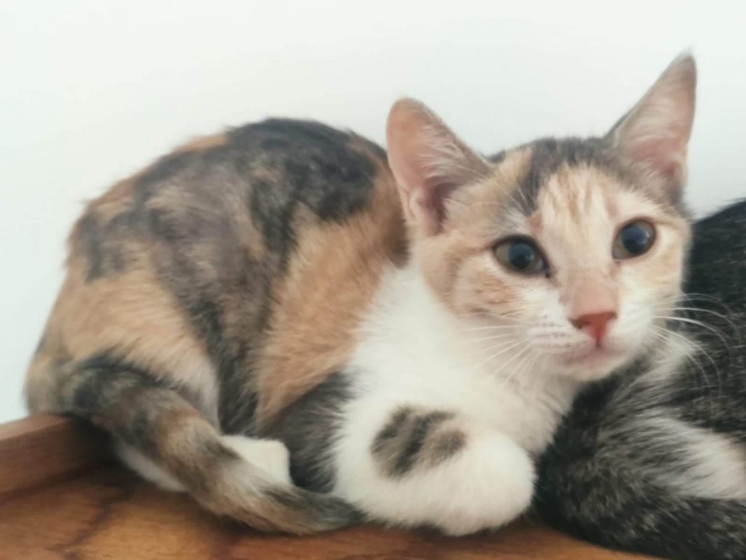 Diva - Chat Européen à adopter - photo 4