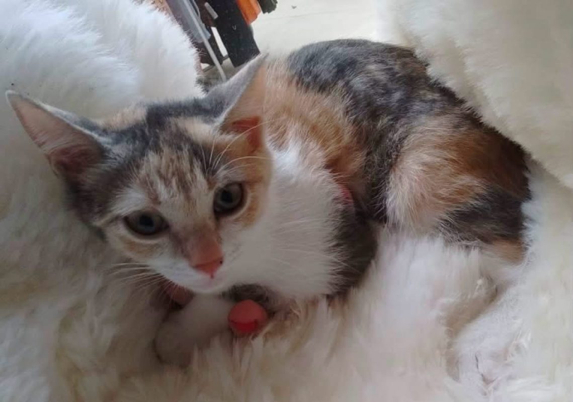 Diva - Chat Européen à adopter - photo 2