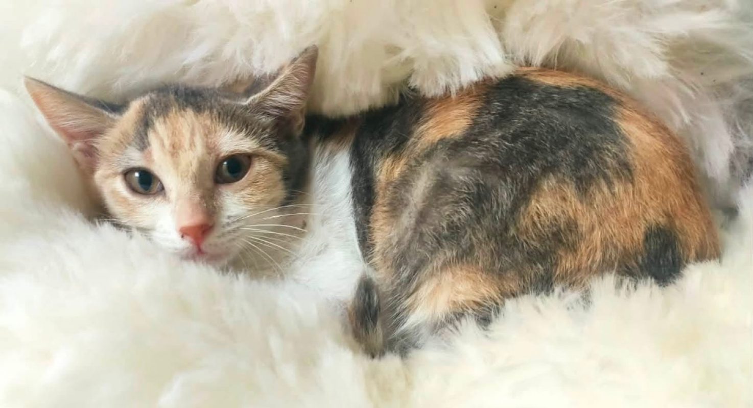Diva - Chat Européen à adopter - photo 3
