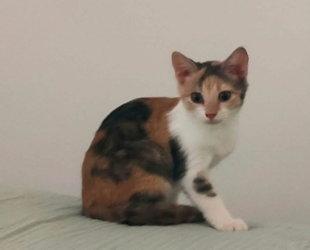 Diva - Chat Européen à adopter