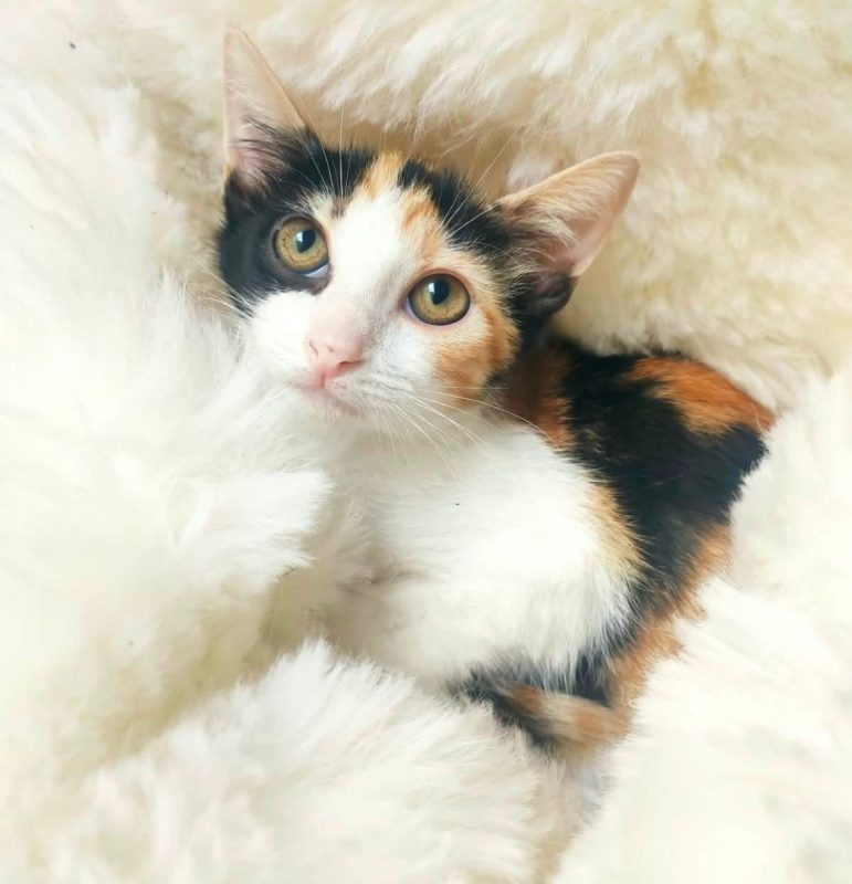 Fêta - Chat Européen à adopter - photo 2