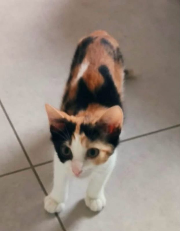 Fêta - Chat Européen à adopter - photo 3