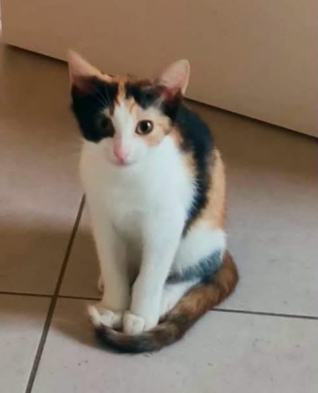 Fêta - Chat Européen à adopter