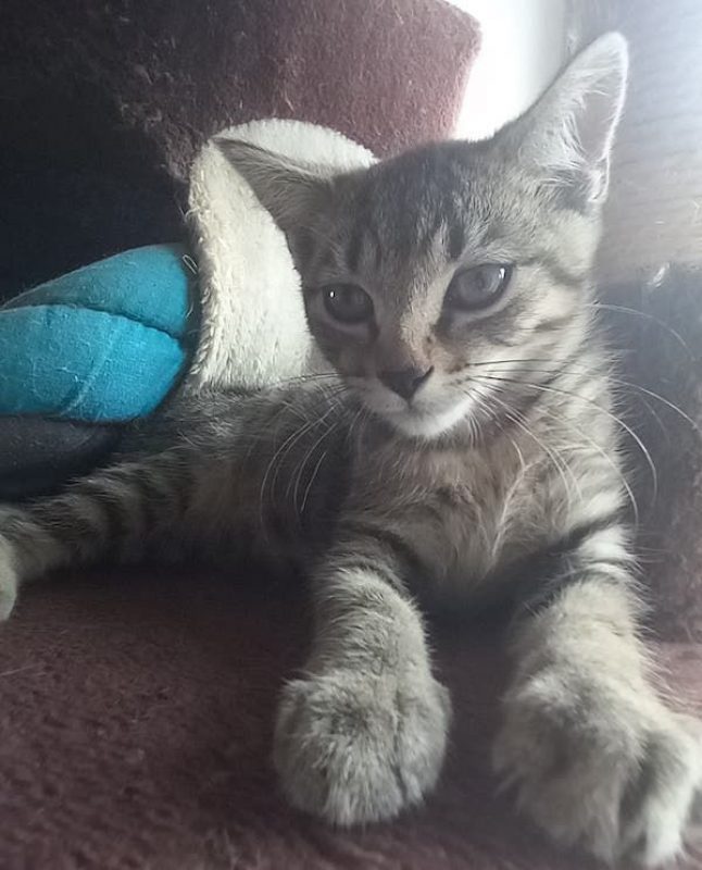 MISSAK - Chat à adopter - photo 2
