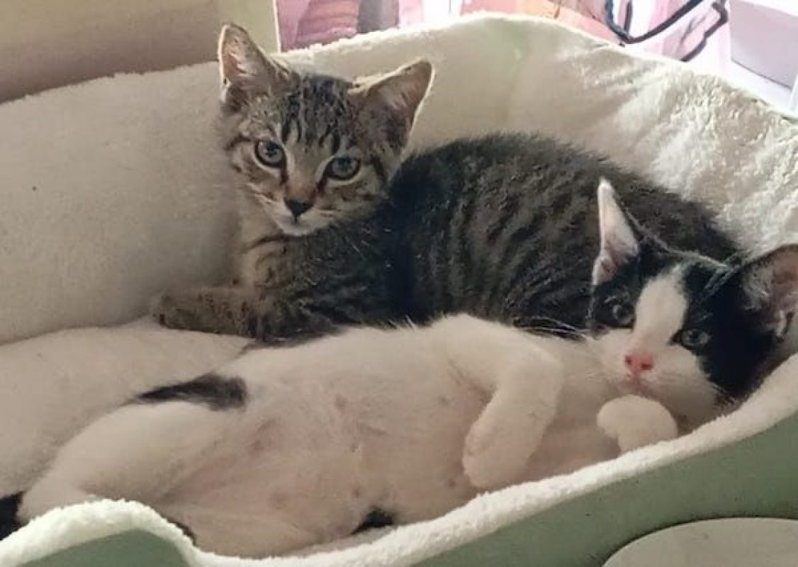 MISSAK - Chat à adopter - photo 5