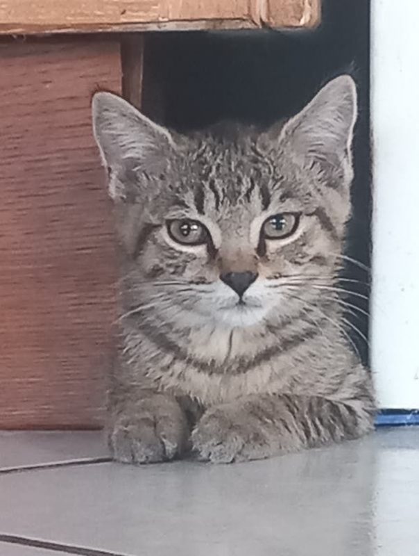 MISSAK - Chat à adopter