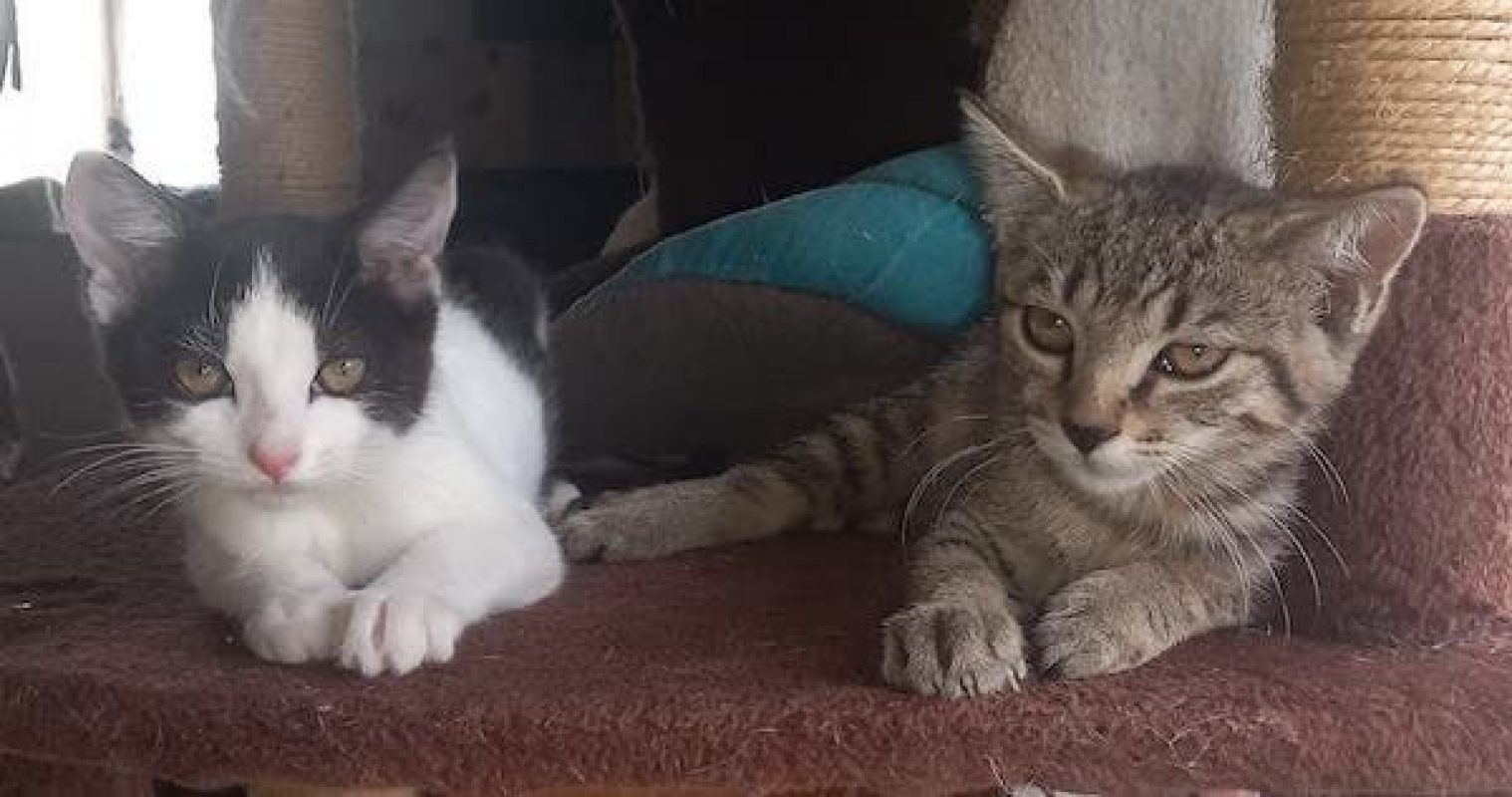 MISSAK - Chat à adopter - photo 4