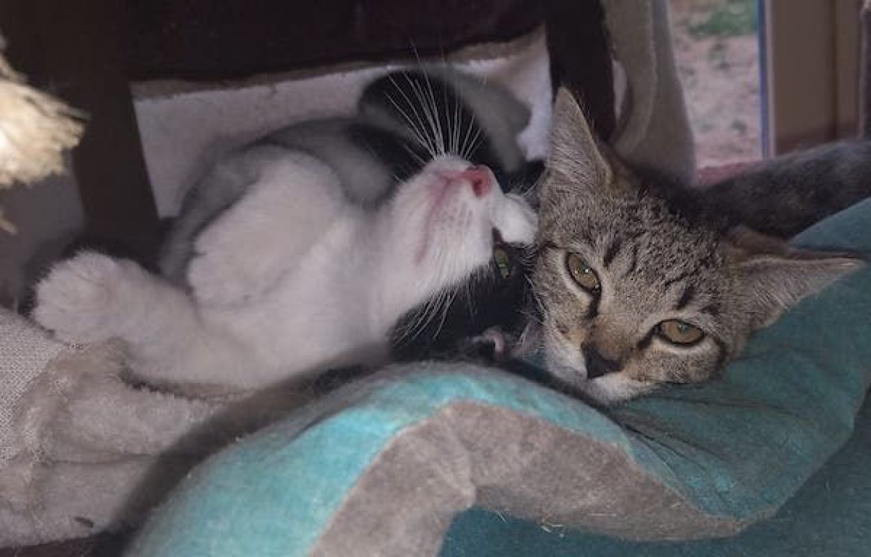 MISSAK - Chat à adopter - photo 5