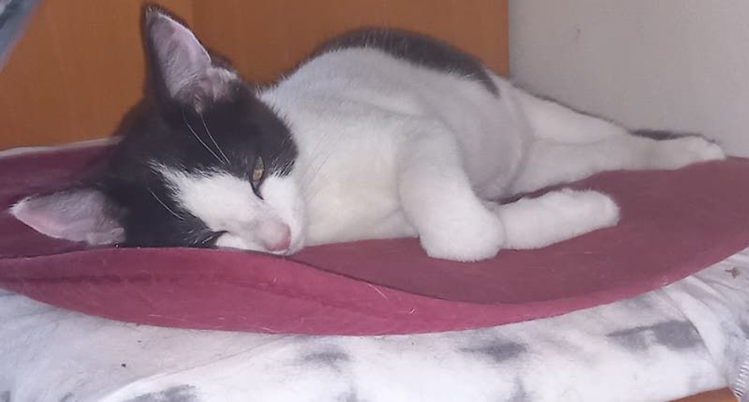 MÉLINÉE - Chat à adopter - photo 4