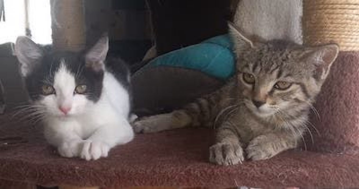 MÉLINÉE - Chat à adopter - photo 5