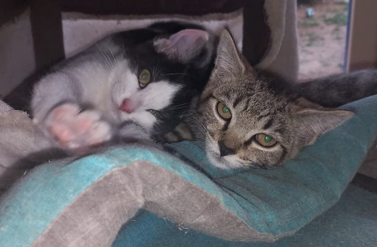 MÉLINÉE - Chat à adopter - photo 2