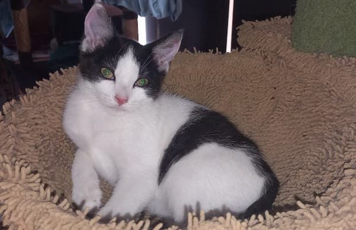 MÉLINÉE - Chat à adopter