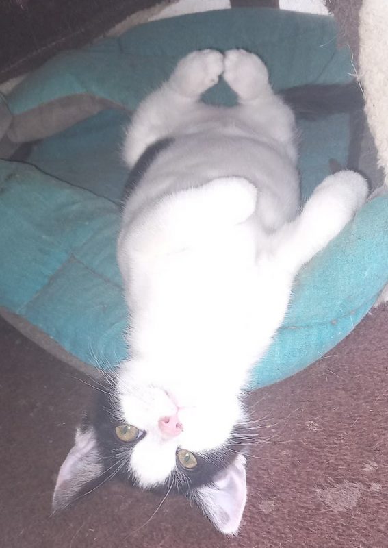 MÉLINÉE - Chat à adopter - photo 3