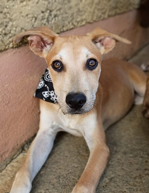 ASHOKA - Chien à adopter - photo 4