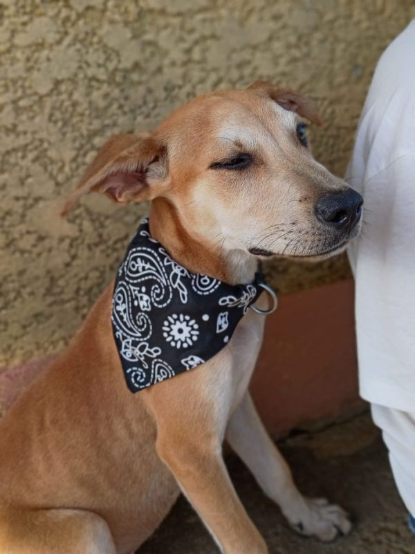 ASHOKA - Chien à adopter - photo 3