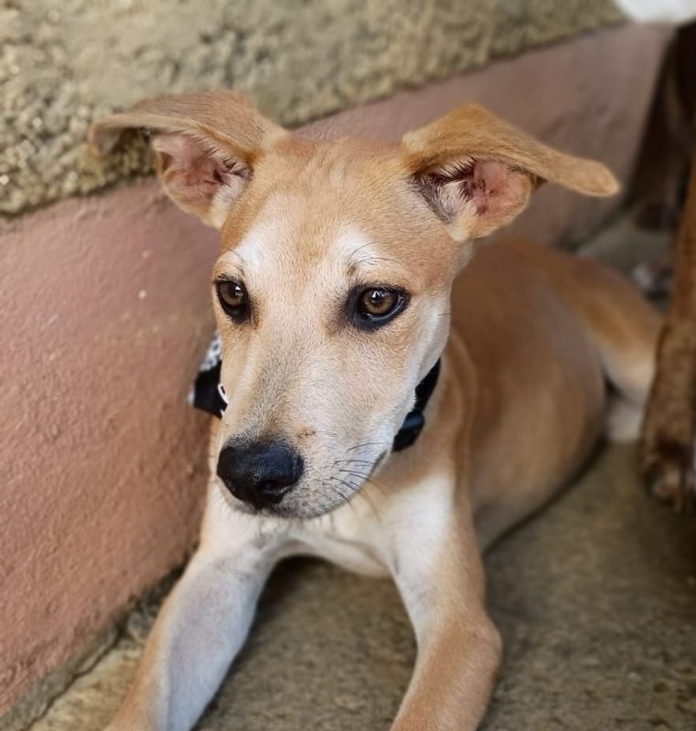ASHOKA - Chien à adopter - photo 2