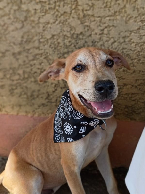 ASHOKA - Chien à adopter
