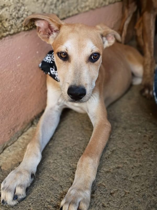 ASHOKA - Chien à adopter - photo 5