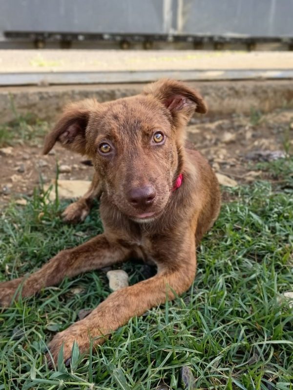 COCA - Chien à adopter - photo 3