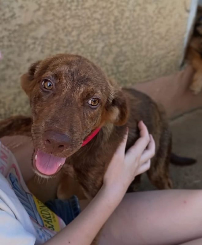 COCA - Chien à adopter - photo 5