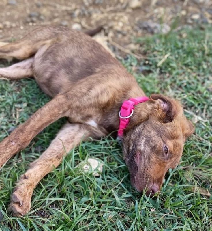 COCA - Chien à adopter - photo 2