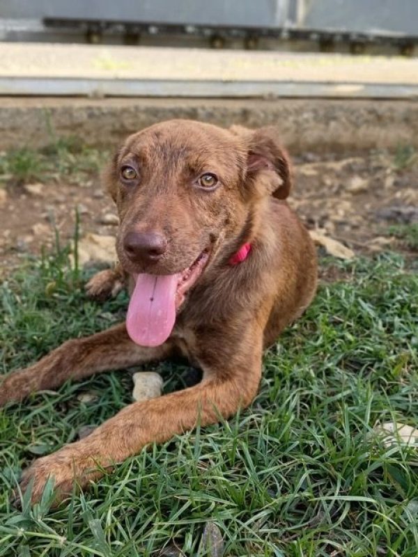 COCA - Chien à adopter