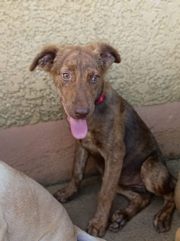 COCA - Chien à adopter - photo 4