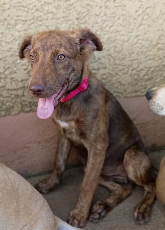 COCA - Chien à adopter - photo 7