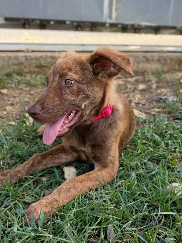 COCA - Chien à adopter - photo 6