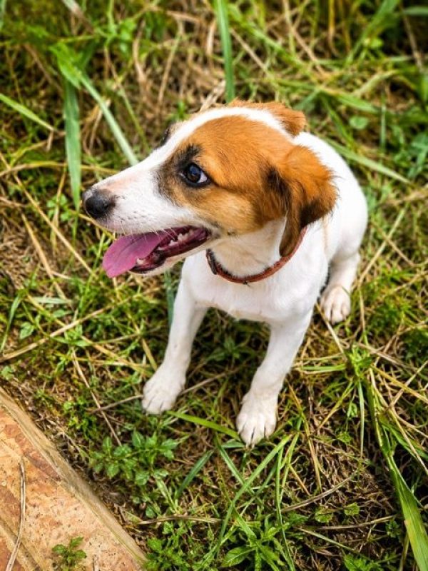 FIDJY - Chien à adopter - photo 3