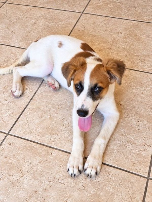 FIDJY - Chien à adopter - photo 7