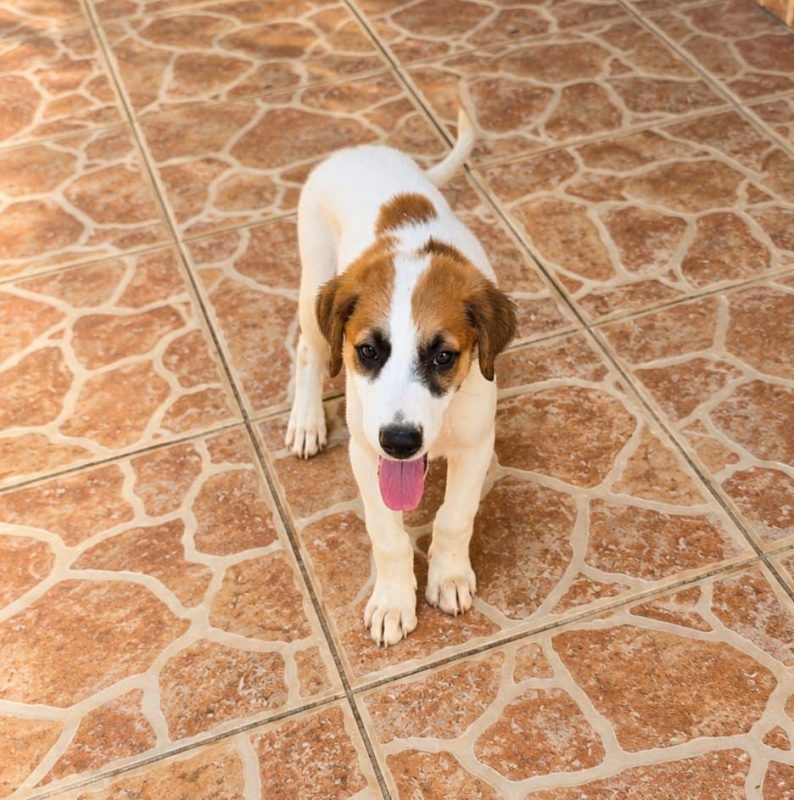 FIDJY - Chien à adopter - photo 6