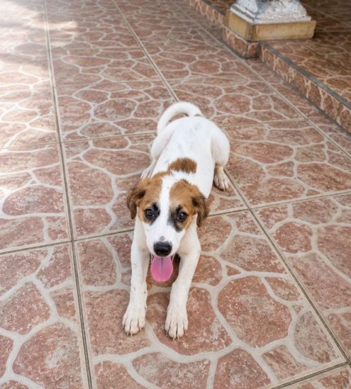 FIDJY - Chien à adopter - photo 7