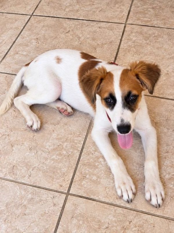 FIDJY - Chien à adopter - photo 3
