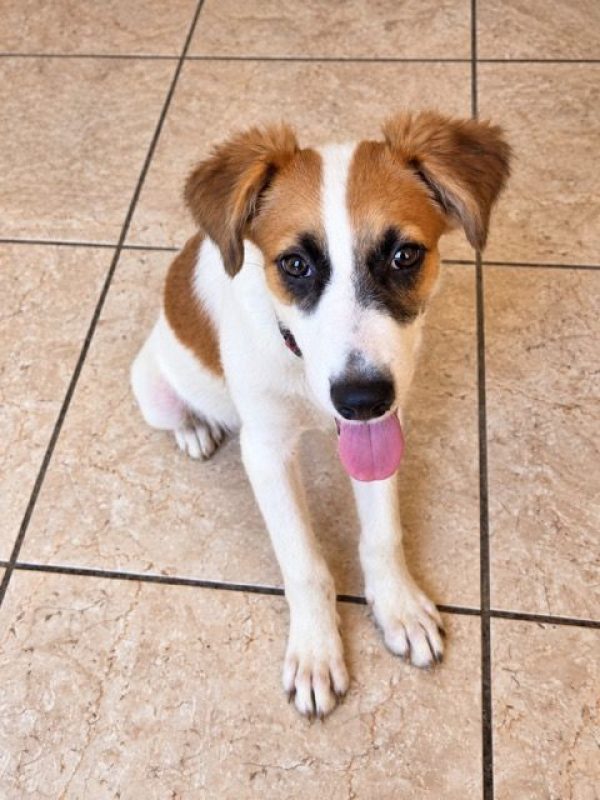 FIDJY - Chien à adopter - photo 2
