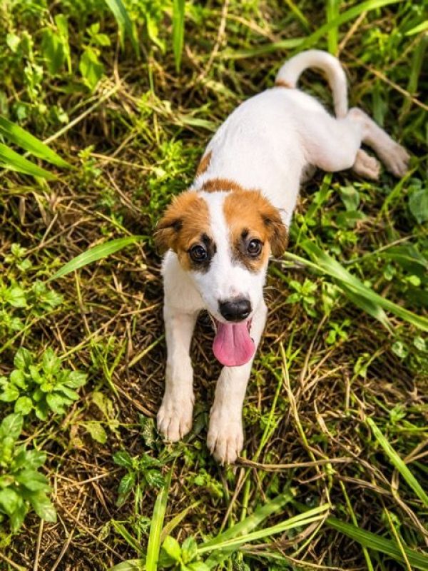 FIDJY - Chien à adopter - photo 5