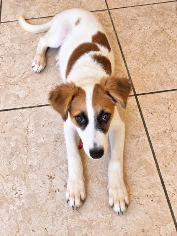 FIDJY - Chien à adopter - photo 8