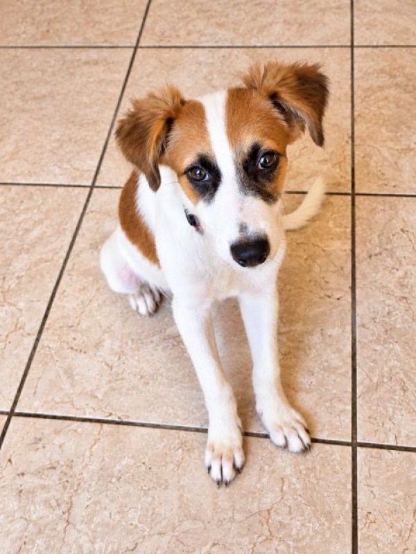 FIDJY - Chien à adopter - photo 4